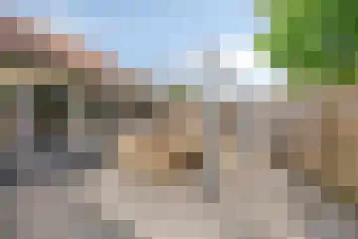 Kobbeflecht 83 Hurdegaryp thumbnail 28