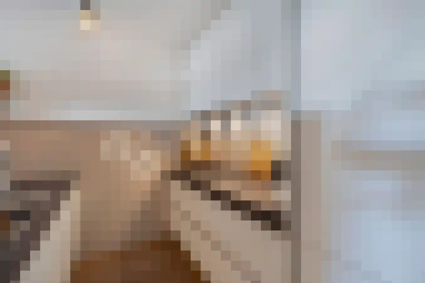 Kobbeflecht 99 Hurdegaryp thumbnail 11