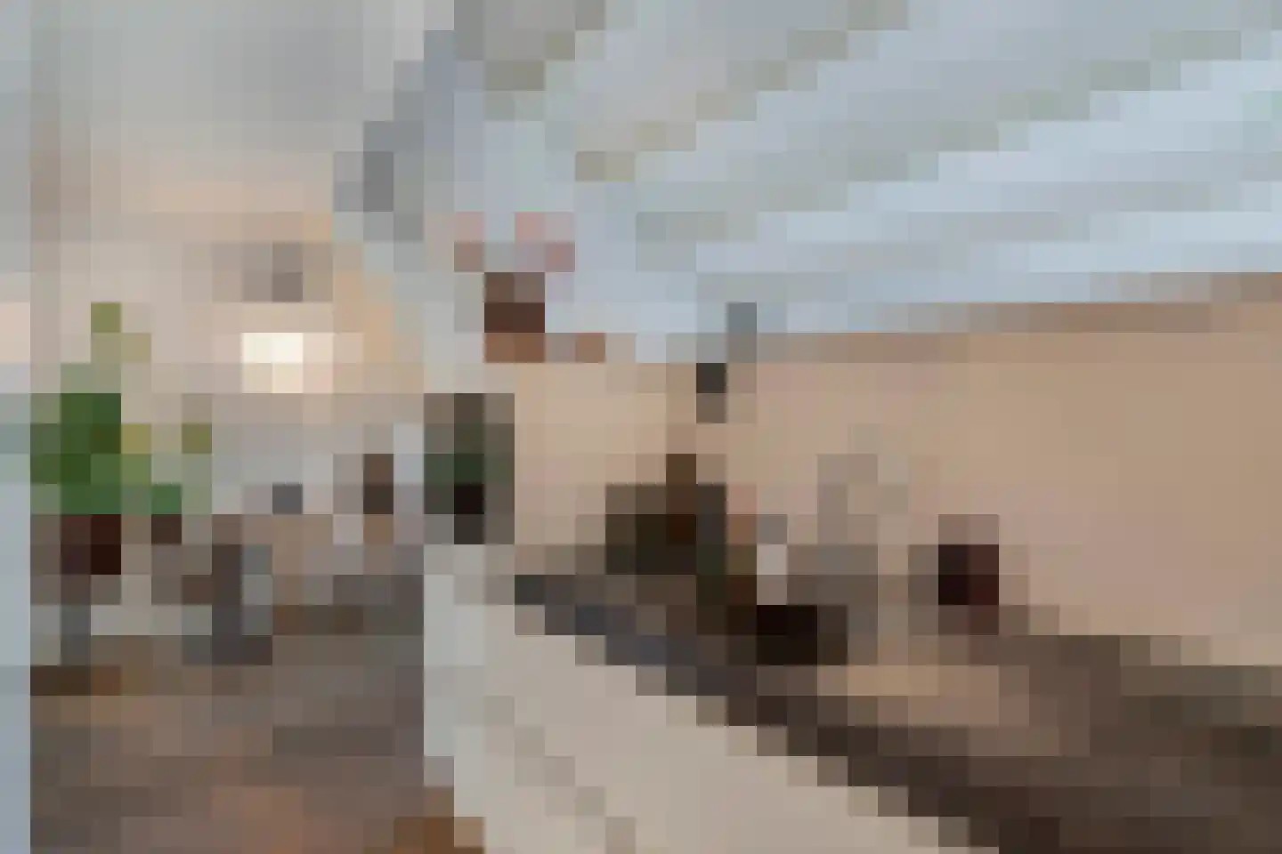 Kobbeflecht 99 Hurdegaryp thumbnail 12