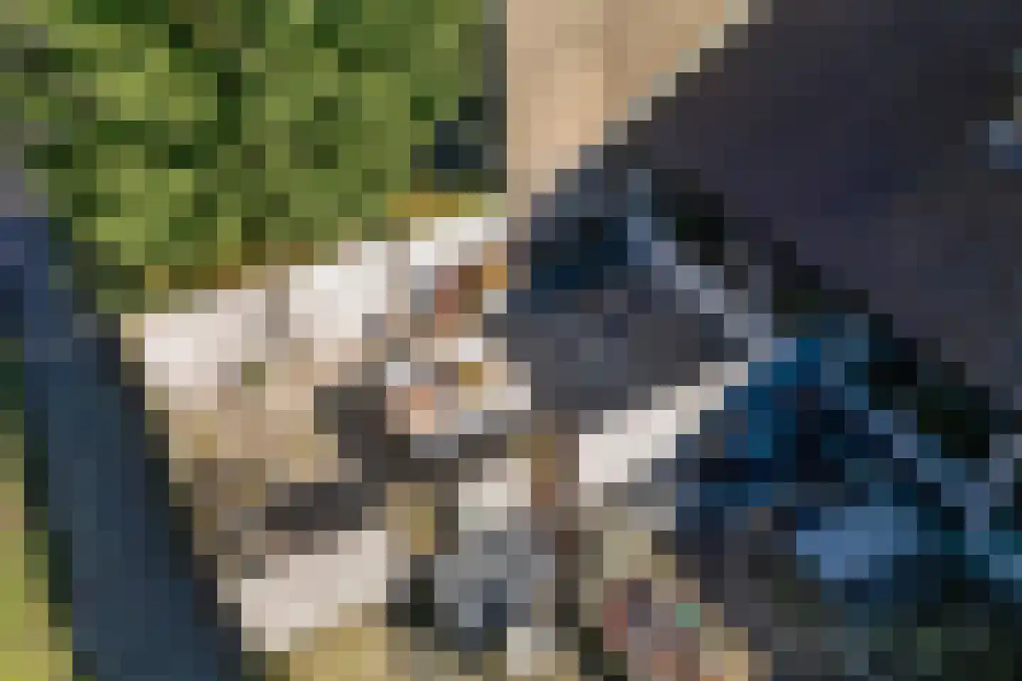 Kobbeflecht 99 Hurdegaryp thumbnail 24
