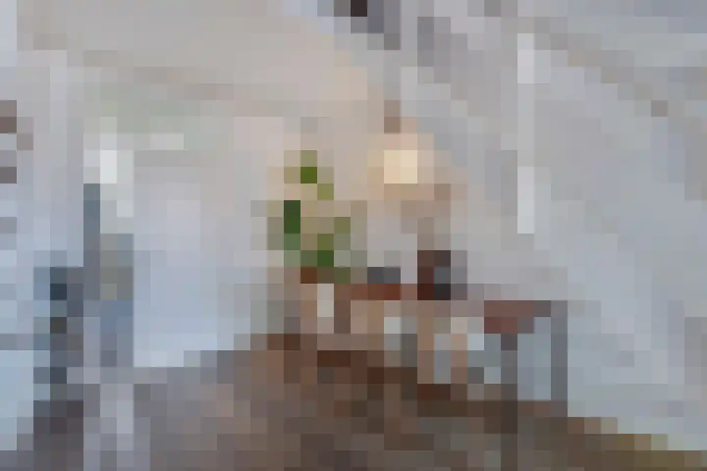 Kobbeflecht 99 Hurdegaryp thumbnail 9