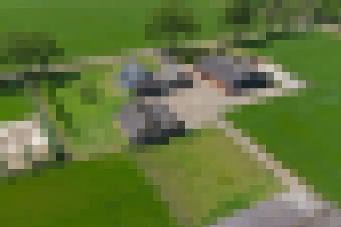Koebushorst 6 Laren thumbnail 20