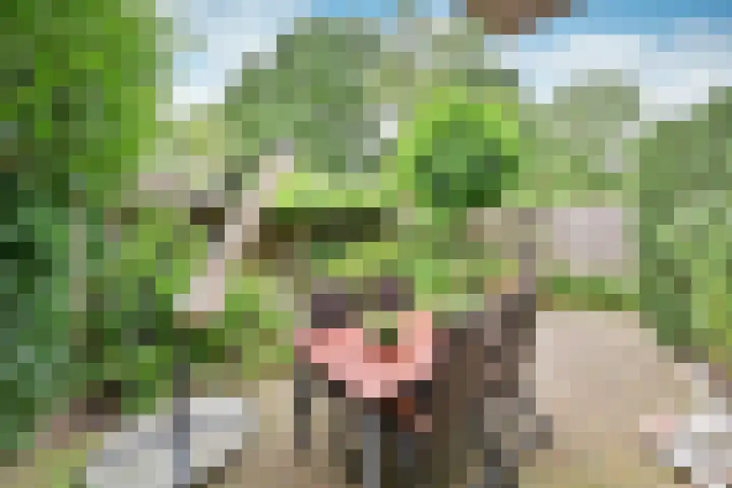 Koedijk 14 Huizen thumbnail 17