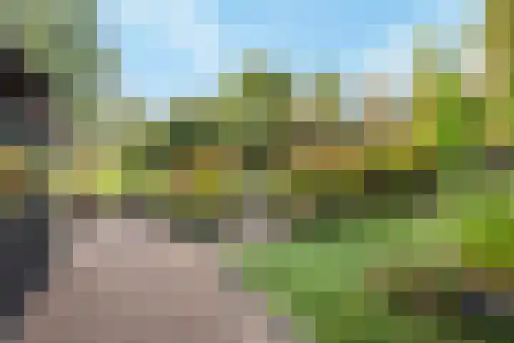 Koedood 33 c Rhoon thumbnail 39