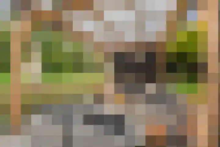 Koedood 33 c Rhoon thumbnail 47