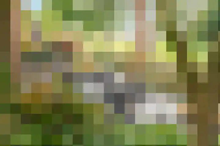 Koedood 33 c Rhoon thumbnail 49
