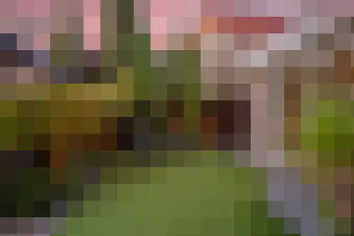 Koedood 33 c Rhoon thumbnail 61