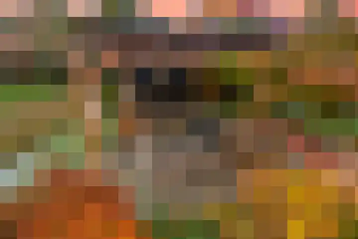 Koedood 33 c Rhoon thumbnail 64