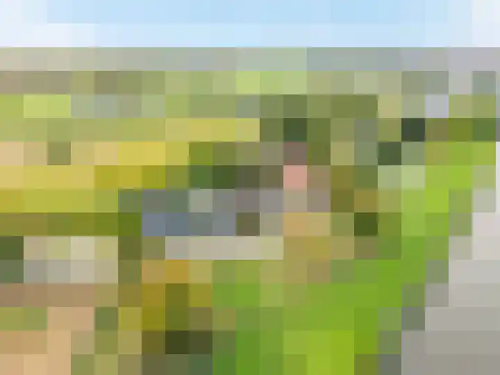 Koedood 33 c Rhoon thumbnail 81