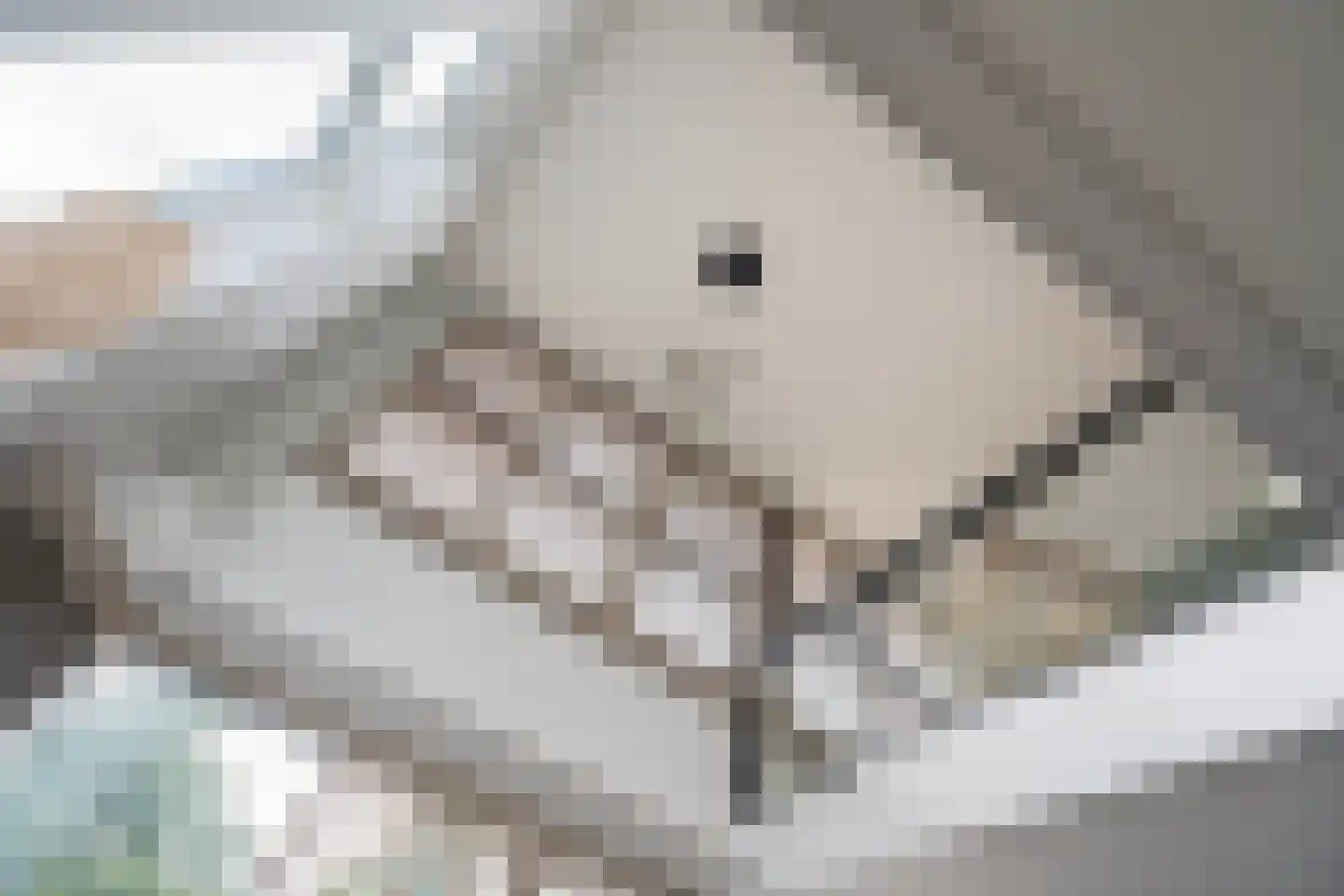 Koedoodsekade 2 Rhoon thumbnail 11