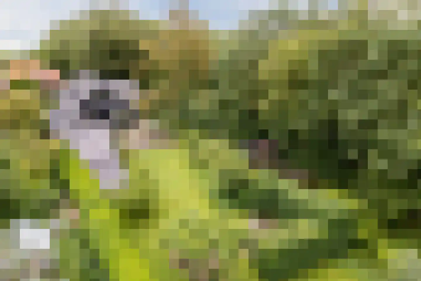 Koekanger Dwarsdijk 49 Koekange thumbnail 89
