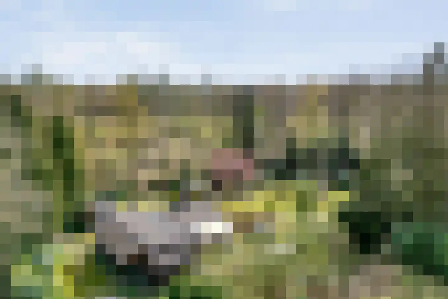 Koekangerveldweg 26 Koekange thumbnail 5