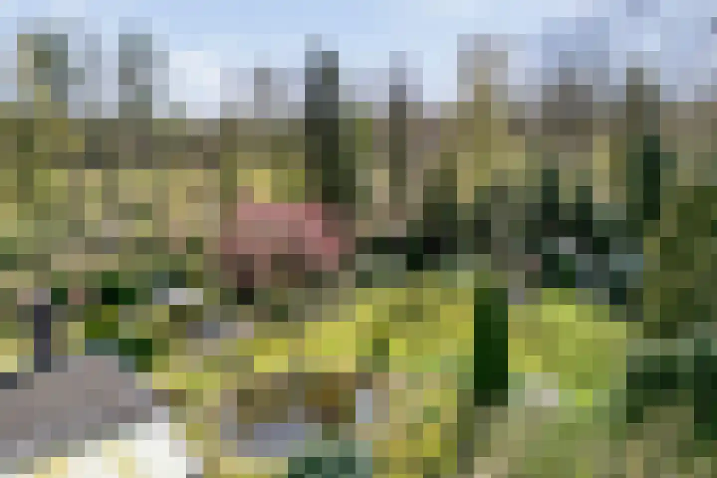 Koekangerveldweg 26 Koekange thumbnail 6