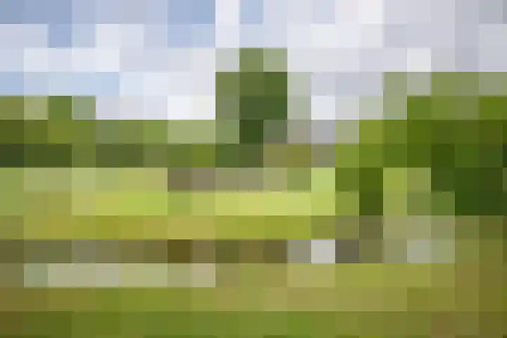 Koekangerweg 11 Ruinerwold thumbnail 31