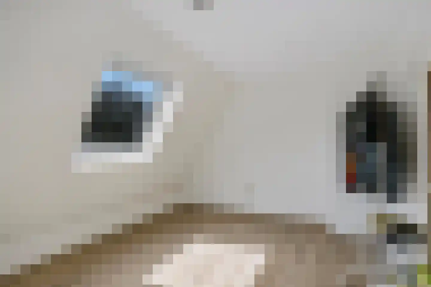 Koekelberg 13 Veldhoven thumbnail 39