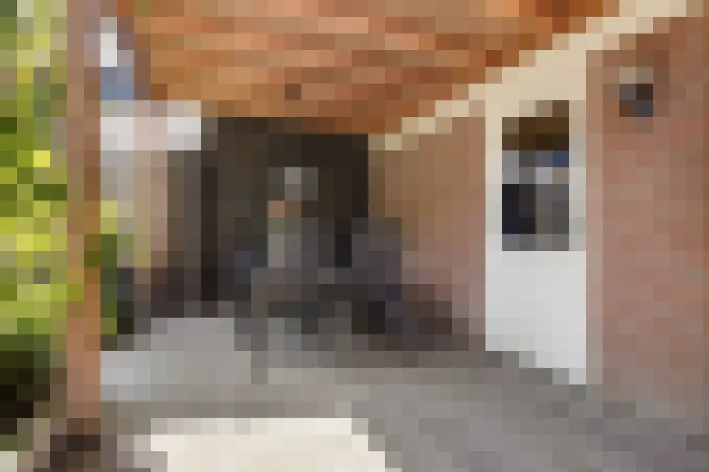 Koekelberg 20 Veldhoven thumbnail 33