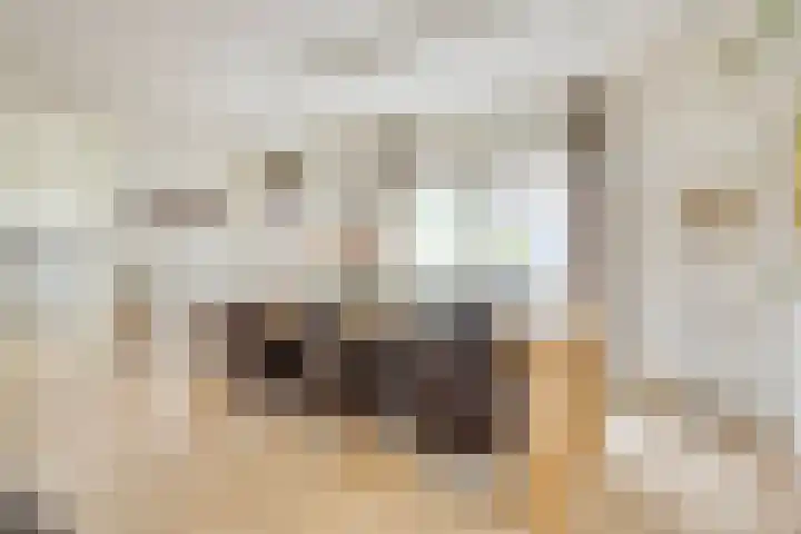 Koekelberg 21 Veldhoven thumbnail 13
