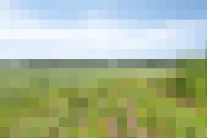 Koekoek 14 Siebengewald thumbnail 35