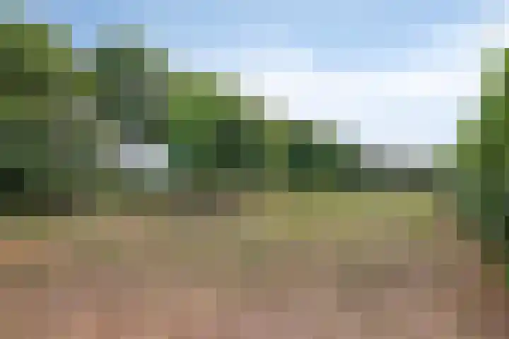 Koekoek 14 Siebengewald thumbnail 4