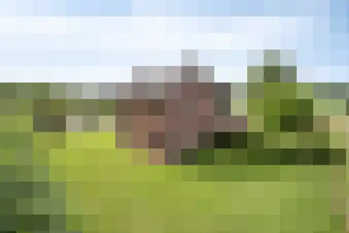 Koekoek 14 Siebengewald thumbnail 47