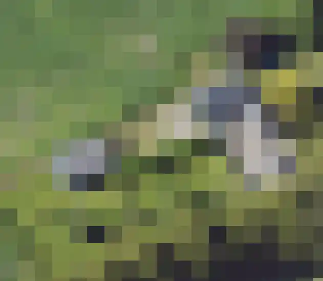 Koekoek 14 Siebengewald thumbnail 5