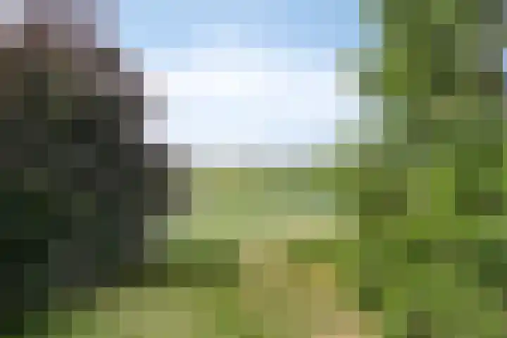 Koekoek 14 Siebengewald thumbnail 50