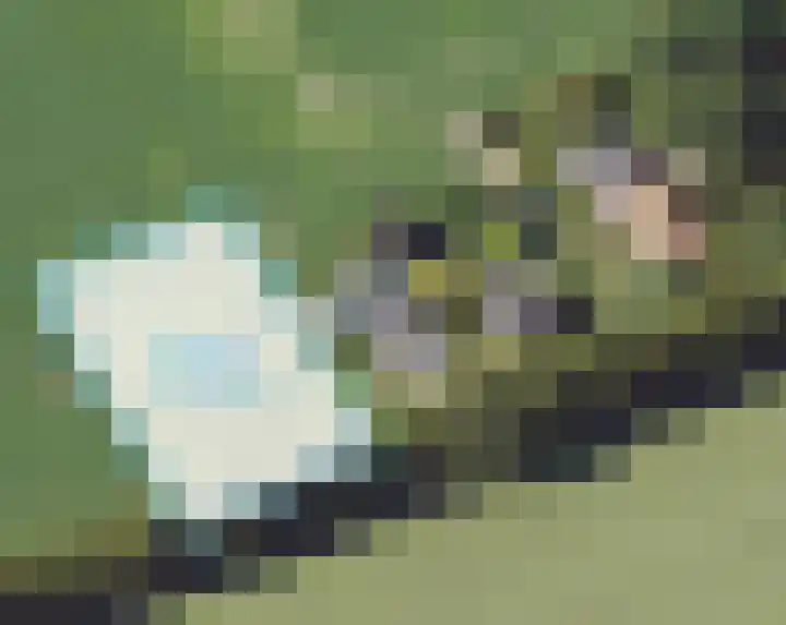 Koekoek 14 Siebengewald thumbnail 62