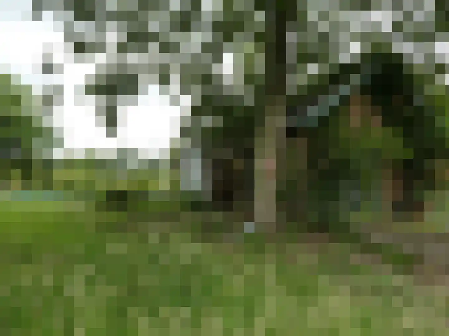 Koekoek 4 Siebengewald thumbnail 10