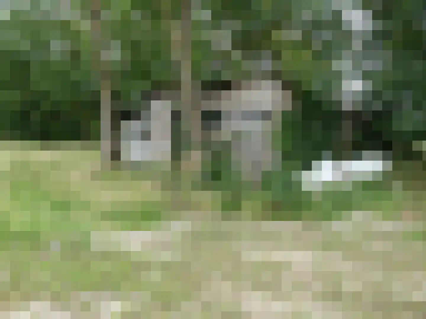 Koekoek 4 Siebengewald thumbnail 11