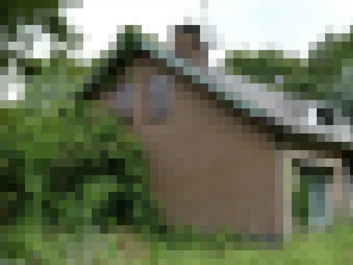 Koekoek 4 Siebengewald thumbnail 7