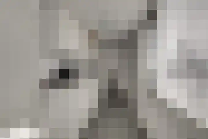 Koekoeklaan 1 Leidschendam thumbnail 13