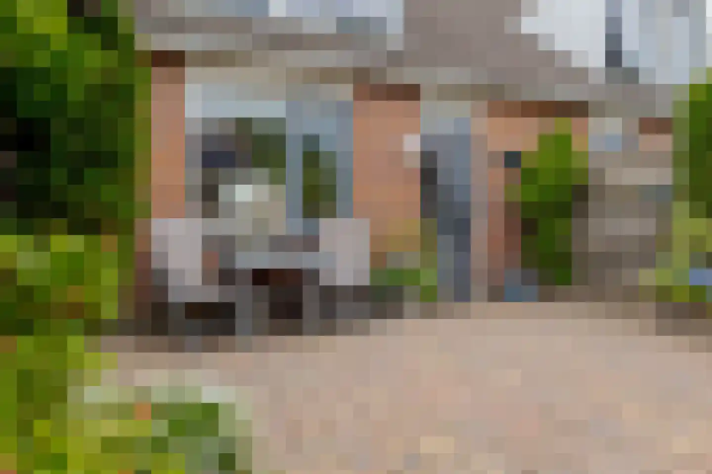 Koekoeksbloem 10 Roden thumbnail 28