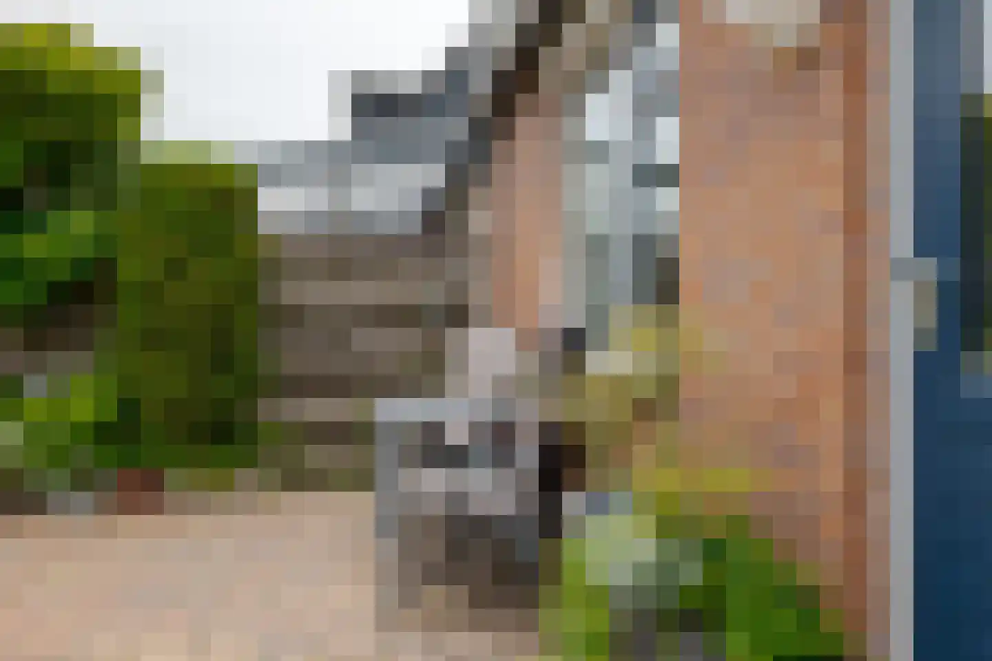Koekoeksbloem 10 Roden thumbnail 29