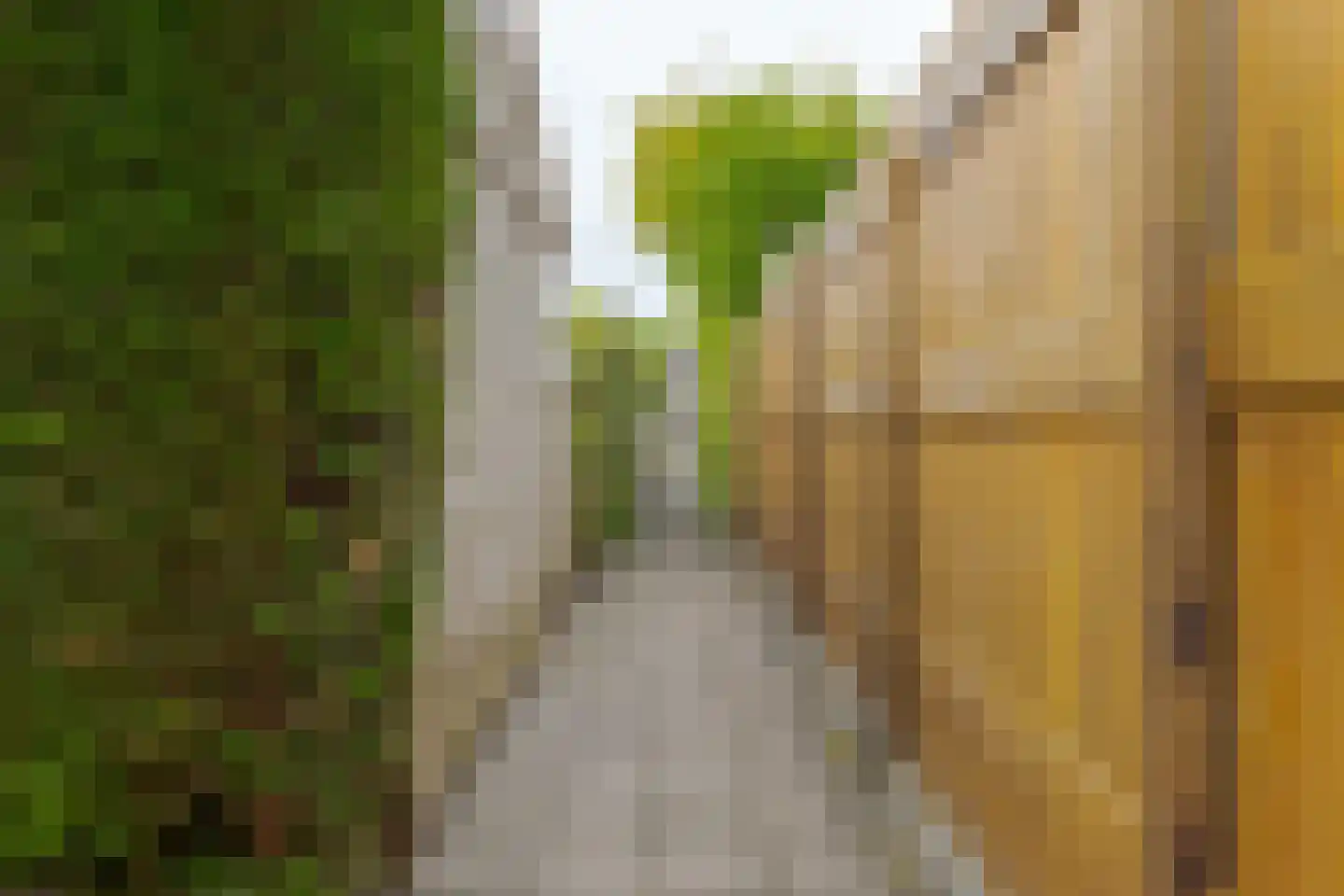 Koekoeksbloem 10 Roden thumbnail 32