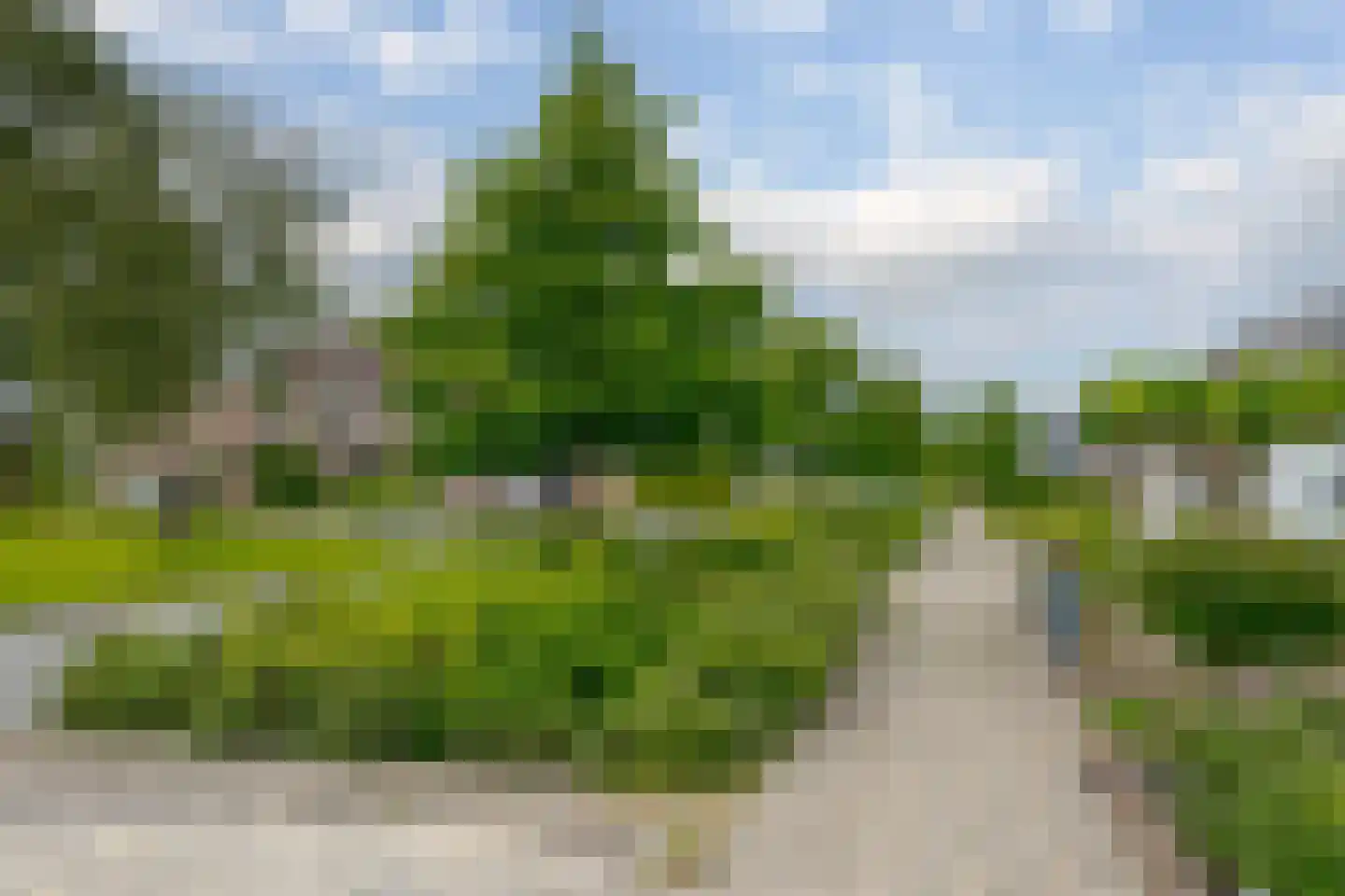 Koekoeksbloem 10 Roden thumbnail 8
