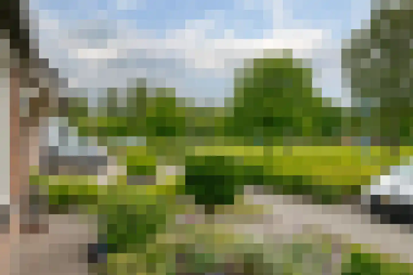 Koekoeksbloem 10 Roden thumbnail 9