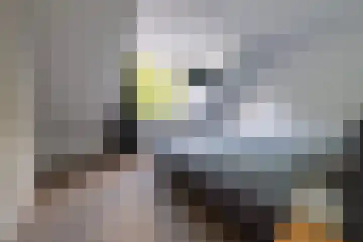 Koekoeksbloem 104 Odijk thumbnail 14
