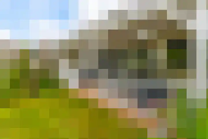 Koekoeksbloem 104 Odijk thumbnail 26