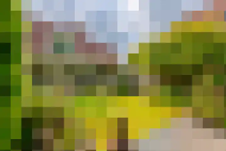 Koekoeksbloem 104 Odijk thumbnail 27
