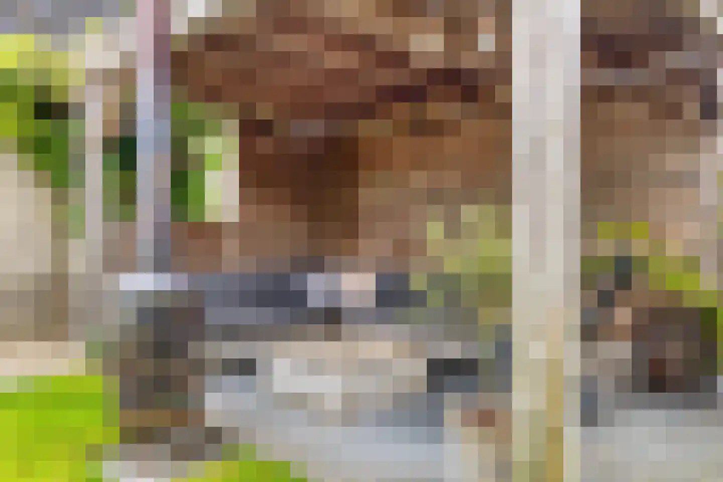 Koekoeksbloem 11 Zuidhorn thumbnail 24