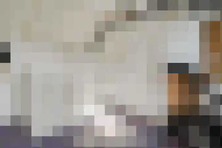 Koekoeksbloem 14 Hardenberg thumbnail 42