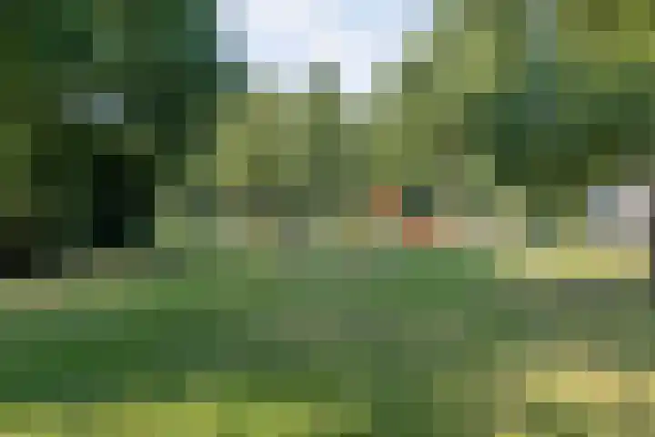 Koekoeksbloem 14 Hardenberg thumbnail 57