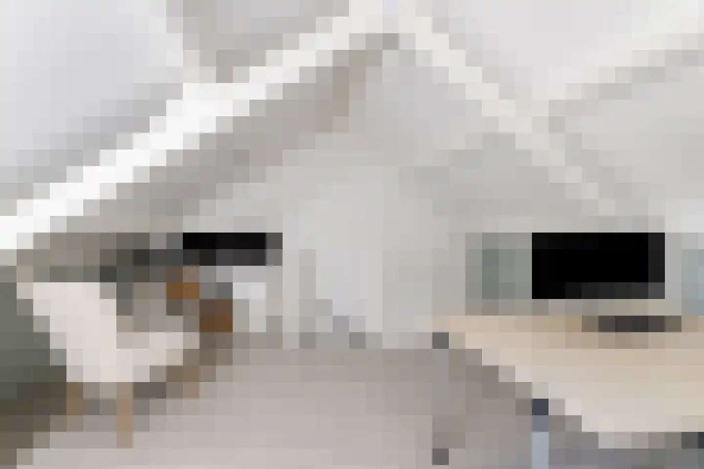 Koekoeksbloem 16 Udenhout thumbnail 30