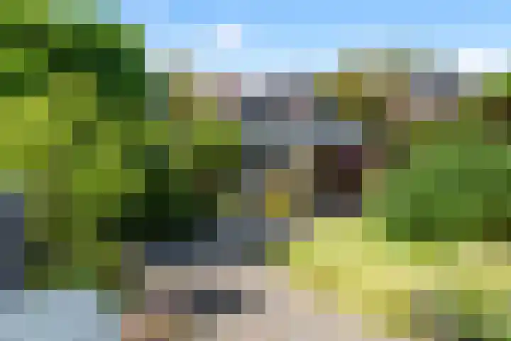 Koekoeksbloem 18 Castricum thumbnail 14