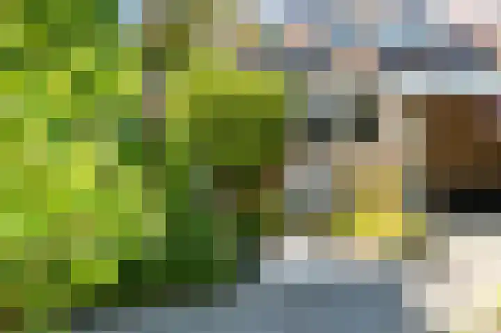 Koekoeksbloem 18 Castricum thumbnail 16