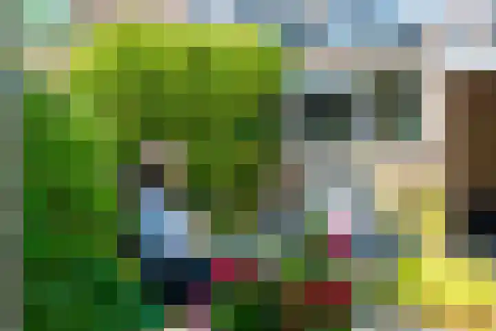 Koekoeksbloem 18 Castricum thumbnail 17