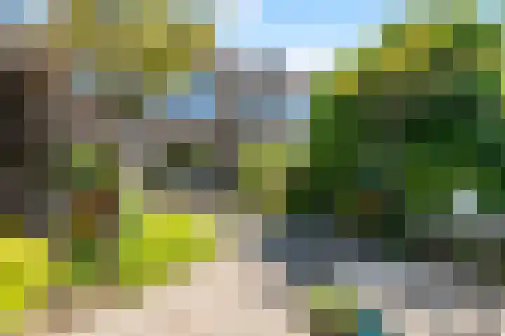 Koekoeksbloem 18 Castricum thumbnail 19
