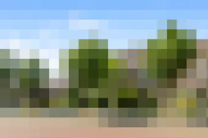 Koekoeksbloem 18 Castricum thumbnail 36
