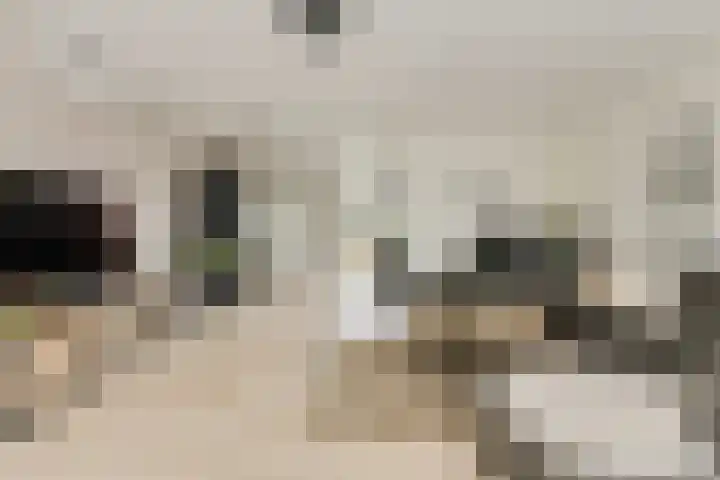 Koekoeksbloem 2 Breda thumbnail 12
