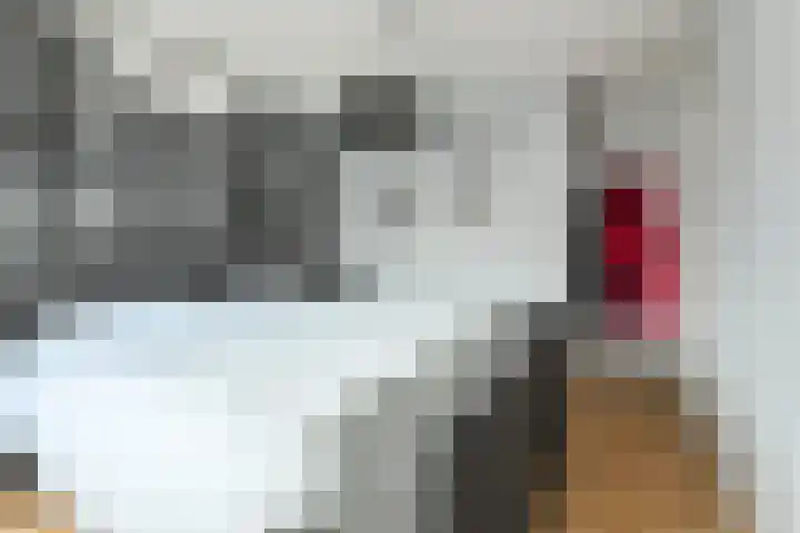 Koekoeksbloem 2 Breda thumbnail 22